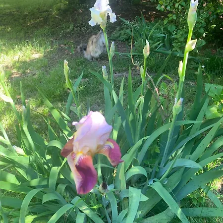 Guest house Chateau Mesdames *