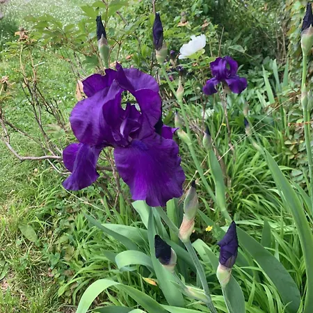 Chateau Mesdames Guest house