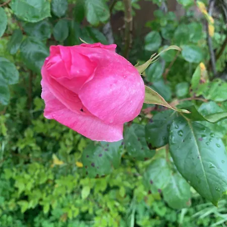 Guest house Chateau Mesdames *